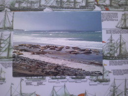 Elephant Seals On Sealion Island, Falkland, Éléphants De Mer Sur L'île Sealion - Islas Malvinas