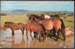 Ponies On Dartmoor, Poney - Dartmoor