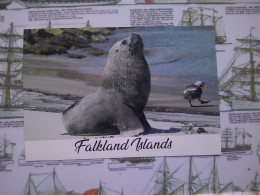 Falkland Islands, Bull Southern Sealion, Îles Falkland, Lion De Mer Du Sud Bull - Islas Malvinas