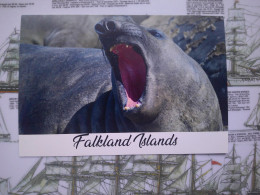 Elephant Seal Falkland Islands, Éléphant De Mer, îles Malouines - Falkland Islands