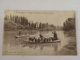 RHONE-LOIRE-PASSAGE DES CHEVRES SUR LA LONE DU RHONE ANIMEE - Loire Sur Rhone