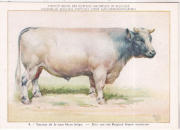 Taureau De La Race Bleue Belge - Bull