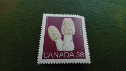 CANADA  38 MORCHELLA ESCULENTA NEUF TTB - Unused Stamps