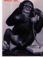 Singe Au Telephone Appelle Moi, Sin De Ris - Singes