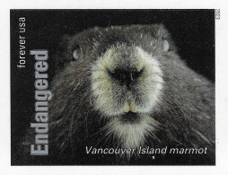 USA 2023 MiNr. 6062bb ND Endangered Species Mammals Vancouver Island Marmot (Marmota Vancouverensis) 1v MNH ** 2.50 € - Nager