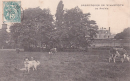 VILLEPINTE(SANATORIUM) VACHE - Villepinte