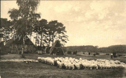 41553233 Lueneburger Heide Woermer Schafstall -Holm Walsrode - Walsrode