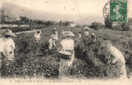 FRANCE - Sur La Côte D'Azur - La Cueillette Du Jasmin - LL - Carte Postale Ancienne - Sonstige & Ohne Zuordnung