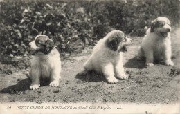 FRANCE - Petits Chiens De Montagne Du Chenil Club D'Argelés - LL - Carte Postale Ancienne - Argeles Gazost