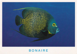 ANT 02 01+15 - BONAIRE - ANGELFISH - Bonaire