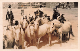 Arles * Carte Photo Photographe George * Manade Chevaux Guardians - Arles