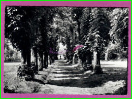 CPM VALENTON 94 - Le Chateau Des Charmilles LE MILLE PATTES Une Allée Du Parc Arbre  Carte Dentelée Noir Et Blanc - Valenton