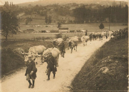 Ww1 Guerre 14/18 War * Boeufs Australiens Avec Leur Nourriture Sur Le Dos * Alliés * Photo Ancienne 18x13cm - Weltkrieg 1914-18