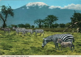 - Grant's Zebra - Grant's Zebra - Zèbre De Grant - Stamps Tanzania - Scan Verso - - Cebras