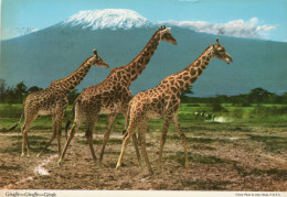 - Giraffe - Giraffe - Girafe - Stamp - Scan Verso - - Giraffes