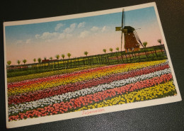 Delcampe - Haarlem Omgeving - Tulpenvelden - Molen - Haarlem