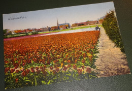 Haarlem Omgeving - Tulpenvelden - Dorp - Kerk - Plukkers - Haarlem