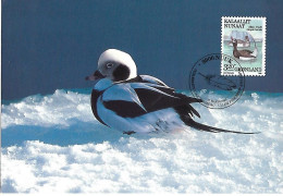 Greenland - Maximum Card  1989 :  Long-tailed Duck  -  Clangula Hyemalis - Patos