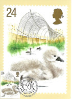 Great Britain - Maximum Card  - Mute Swan  -  Cygnus Olor	 (chick With Duck Decoy And Reed Bed) - Cigni