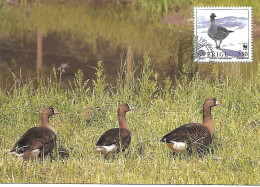 Sweden - Maximum Card 1994 :  Lesser White-fronted Goose  -  Anser Erythropus - Gänsevögel