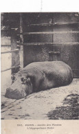 PARIS - LE JARDIN DES PLANTES - CPA 1912 - L'HIPPOPOTAME KAKO. - Hippopotames
