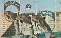 DELFINE / Dolphins - Marineland Florida - Delphine