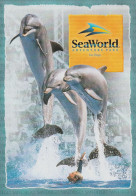 DELFINE / Dolphins - Seaworld San Diego - Dolphins