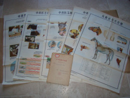 Rare Pochette De 5 Planches Anatomiques Points Méridiens Acupuncture Cheval Chevaux Médecine Chinoise - Chine 1965 - Material Und Zubehör