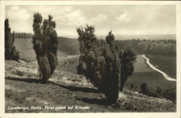 41325481 Lueneburger Heide Totengrund Bei Wilsede Lueneburger Heide - Walsrode