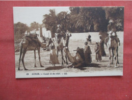 Camels In The Street  Luxor Africa > Egypt > Luxor    Ref 6306 - Louxor