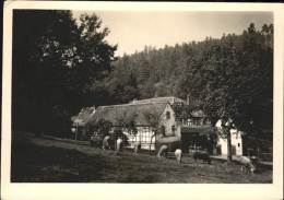 41533395 Eisenberg Thueringen Baeuerliches Anwesen Schafe Im Muehltal Eisenberg  - Eisenberg