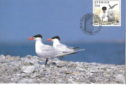 Sweden - Maximum Card 1994 :   Caspian Tern  -  Hydroprogne Caspia - Gaviotas