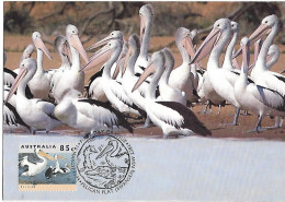 Australia - Maximum Card And Postal Stationery 1994 :     Australian Pelican - Pelecanus Conspicillatus - Pelícanos