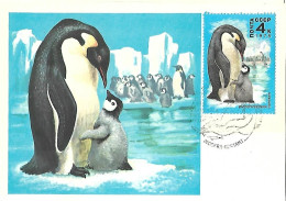 Russia CCCP - Maximum Card 1978 :  Emperor Penguin  -  Aptenodytes Forsteri	 (chicks) - Pingouins & Manchots