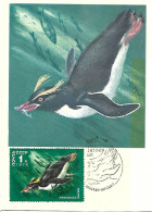 Russia CCCP - Maximum Card 1978 :  Snares Penguin  - Eudyptes Robustus - Pingueinos