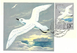 Russia CCCP - Maximum Card 1978 :   Snow Petrel  -  Pagodroma Nivea - Albatrosse & Sturmvögel