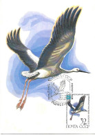 Russia CCCP - Maximum Card 1982 :  Oriental Stork  -  Ciconia Boyciana - Storchenvögel