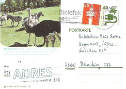 West Germany - Used Postal Stationery 1975 : Münster : Afrika Panorama :  Common Ostrich  -  Struthio Camelus + Zebra - Avestruces