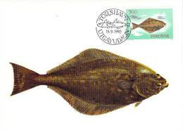 FEROE CARTE MAXIMUM NUM.YVERT 82 FAUNE MARINE POISSON - Färöer Inseln