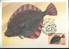 RUSSIE CARTE MAXIMUM NUM.YVERT 5021 SOLE   POISSON - Cartes Maximum