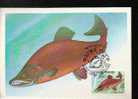 RUSSIE CARTE MAXIMUM NUM.YVERT 5017 NERKA ROUGE POISSON - Maximumkarten