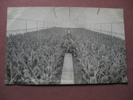 CPA PHOTO PORTUGAL ACORES SAO MIGUEL Cultura De Ananazes Plantation D' Ananas RARE RARO ? ANIMEE METIERS AGRICULTURE - Açores