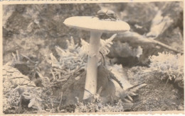Carte Photo D'un Champignon à Identifier Avec Insecte - Mushrooms