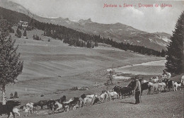 MONTANA SUR SIERRE  Troupeau De Chèvres Anno 1910 - Sierre