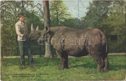 ** T2/T3 New York City, New York Zoological Park, Two-Horned African Rhinoceros (fl) - Non Classificati