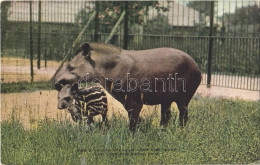 ** T2 New York City, New York Zoological Park, South American Tapir And Young - Zonder Classificatie