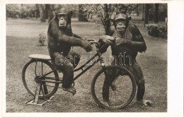 ** T1 Kerékpározni Tanuló Csimpánzok, Kiadja Budapest Székesfőváros állat- és Növénykertje / Chimpanzee Riding A Bicycle - Zonder Classificatie