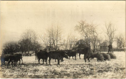 ** T2 Rumänische Viehherde / Román Marhacsorda / Romanian Herd Of Cattle, Folklore. Photo - Unclassified