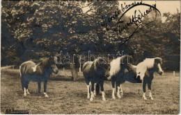 T3 1901 Shetland-i Pónilovak. K.V. Budapest / Shetland Pony Horses. Photo (EB) - Unclassified