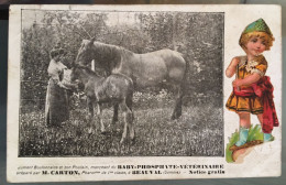 Beauval - Jument Boulonnaise Et Son Poulain Mangeant Du Baby Phosphate Vétérinaire Préparé Par M. Carton, Pharmacien - Beauval